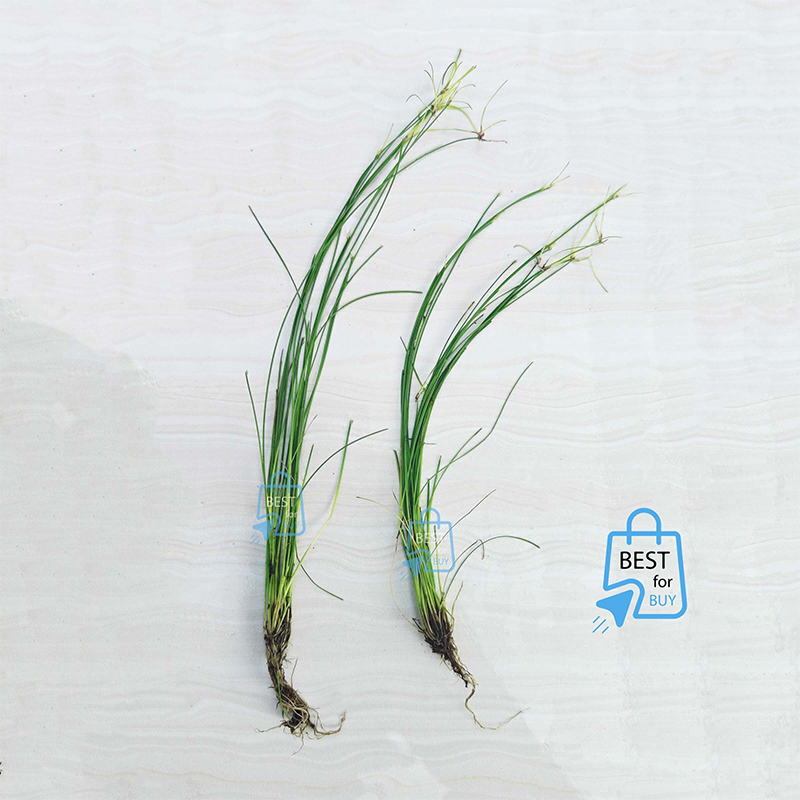 Picture of Umbrella Hair Grass (Eleocharis vivipara) Live Aquarium Plant – 2 Bare Plants, Requires Soil