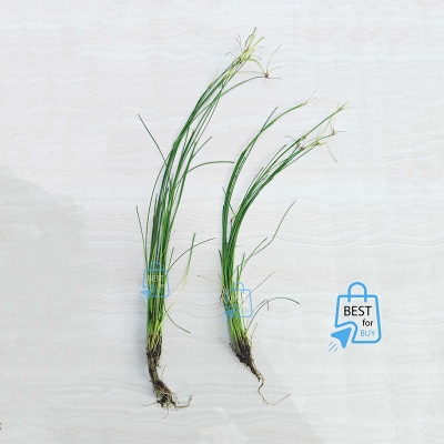 Picture of Umbrella Hair Grass (Eleocharis vivipara) Live Aquarium Plant – 2 Bare Plants, Requires Soil