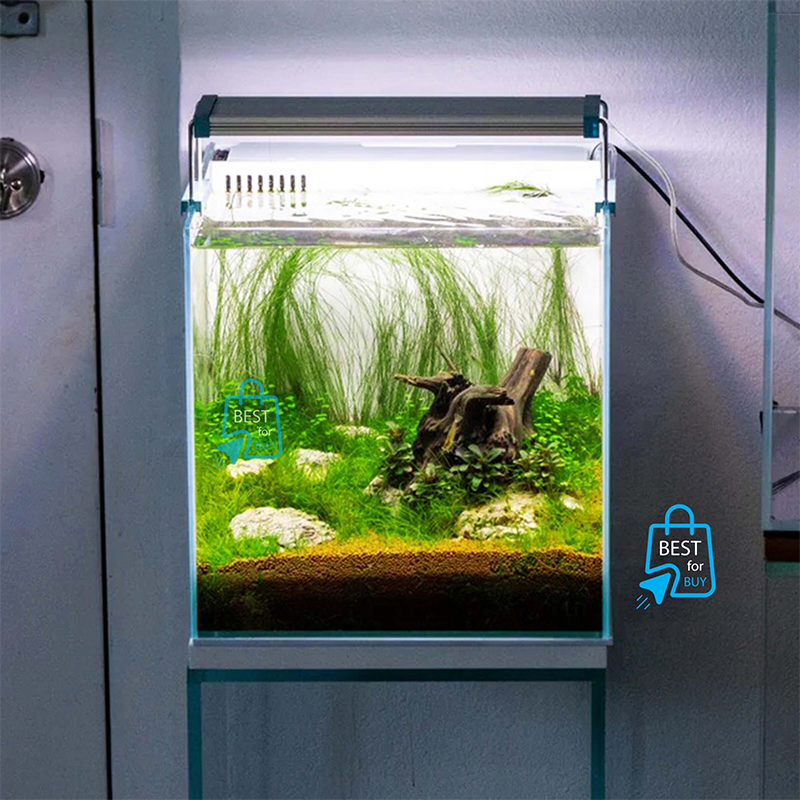 Picture of Umbrella Hair Grass (Eleocharis vivipara) Live Aquarium Plant – 2 Bare Plants, Requires Soil