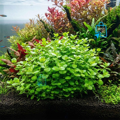 Picture of Bacopa australis Live Aquarium Plant – 3 Bare Stems, Requires Soil
