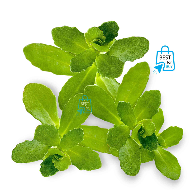 Picture of Bacopa australis Live Aquarium Plant – 3 Bare Stems, Requires Soil