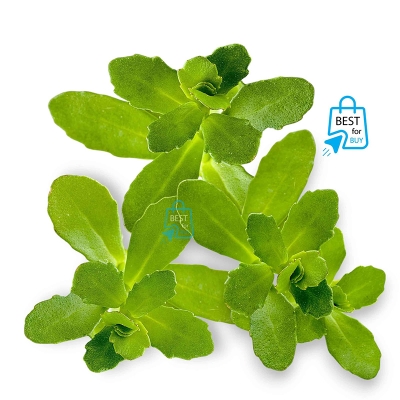 Picture of Bacopa australis Live Aquarium Plant – 3 Bare Stems, Requires Soil