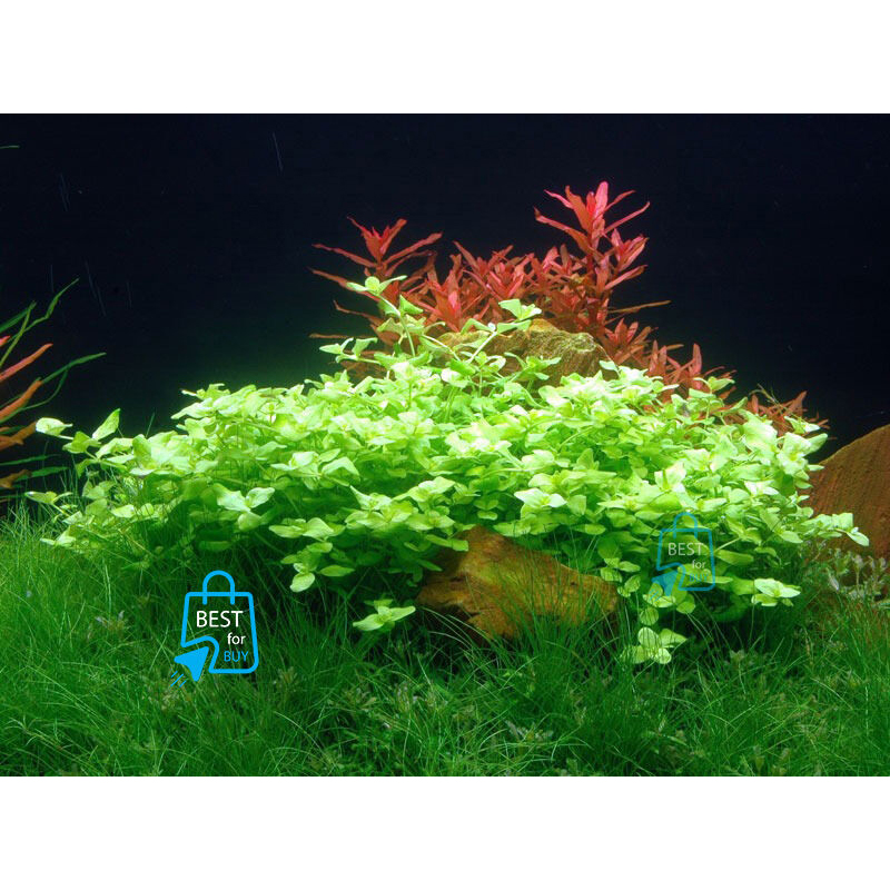 Picture of Bacopa australis Live Aquarium Plant – 3 Bare Stems, Requires Soil
