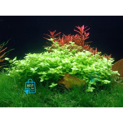 Picture of Bacopa australis Live Aquarium Plant – 3 Bare Stems, Requires Soil