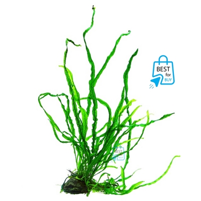 Picture of Java Fern Needle Leaf Live Aquarium Plant – 5–7 Leaves per Rhizome, No Soil Required; Attach to Rock or Driftwood