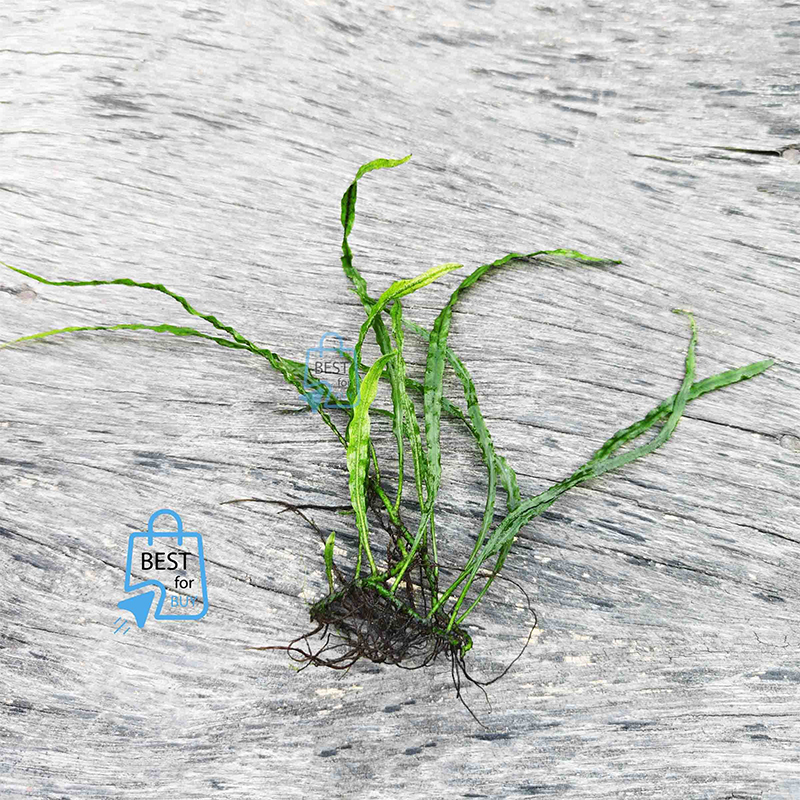 Picture of Java Fern Needle Leaf Live Aquarium Plant – 5–7 Leaves per Rhizome, No Soil Required; Attach to Rock or Driftwood
