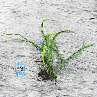 Picture of Java Fern Needle Leaf Live Aquarium Plant – 5–7 Leaves per Rhizome, No Soil Required; Attach to Rock or Driftwood