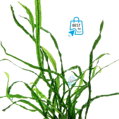 Picture of Java Fern Needle Leaf Live Aquarium Plant – 5–7 Leaves per Rhizome, No Soil Required; Attach to Rock or Driftwood
