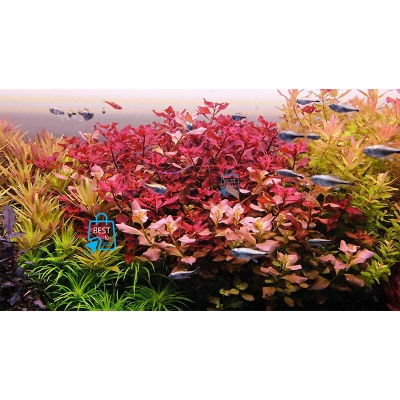 Picture of Ludwigia Natans Super Red Live Aquarium Plant – 3 Bare Stems, Requires Soil