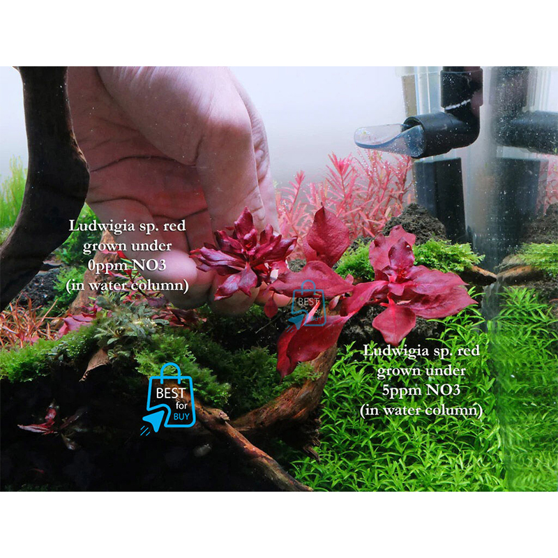 Picture of Ludwigia Natans Super Red Live Aquarium Plant – 3 Bare Stems, Requires Soil