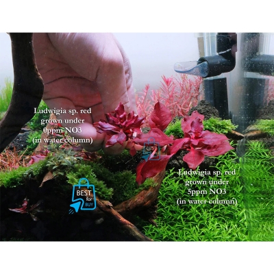 Picture of Ludwigia Natans Super Red Live Aquarium Plant – 3 Bare Stems, Requires Soil