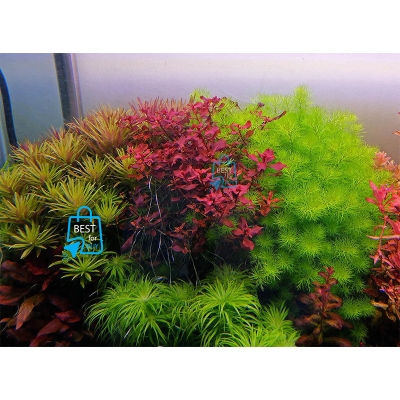 Picture of Ludwigia Natans Super Red Live Aquarium Plant – 3 Bare Stems, Requires Soil
