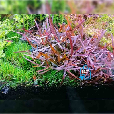 Picture of Hygrophila Araguaia Live Aquarium Plant – 3 Stems, Requires Soil