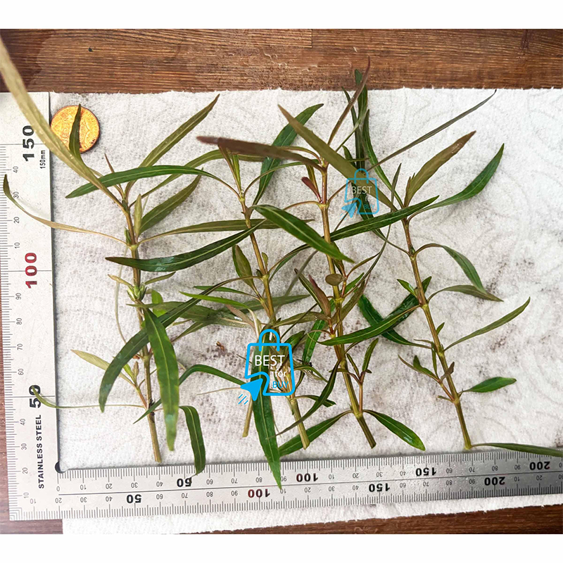 Picture of Hygrophila Araguaia Live Aquarium Plant – 3 Stems, Requires Soil