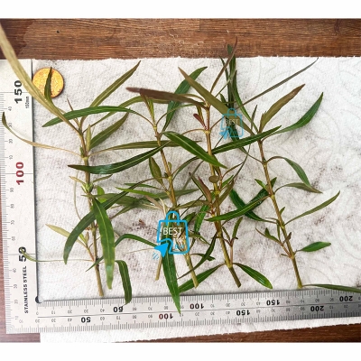 Picture of Hygrophila Araguaia Live Aquarium Plant – 3 Stems, Requires Soil