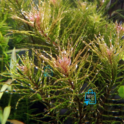 Picture of Ludwigia Tornado Live Aquarium Plant – 3 Stems, Requires Soil