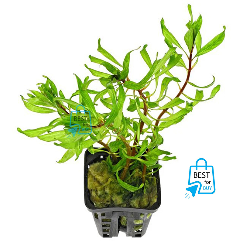 Picture of Ludwigia Tornado Live Aquarium Plant – 3 Stems, Requires Soil