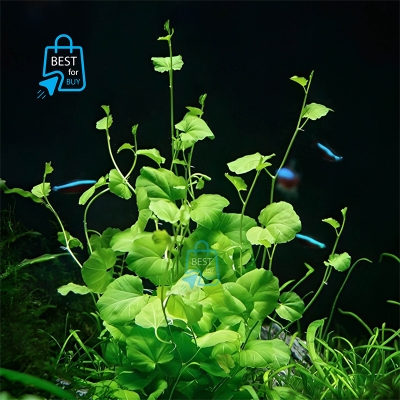 Picture of Cardamine lyrata Live Aquarium Plant – 3 Stems, Requires Soil