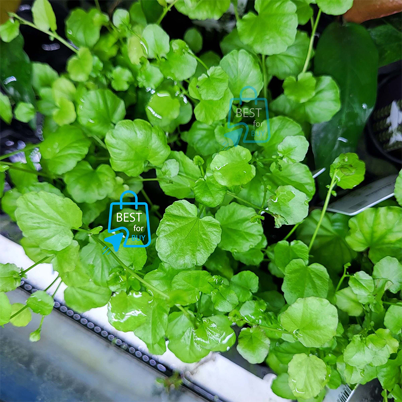 Picture of Cardamine lyrata Live Aquarium Plant – 3 Stems, Requires Soil