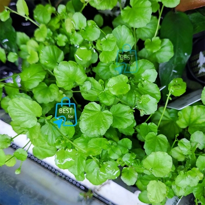 Picture of Cardamine lyrata Live Aquarium Plant – 3 Stems, Requires Soil