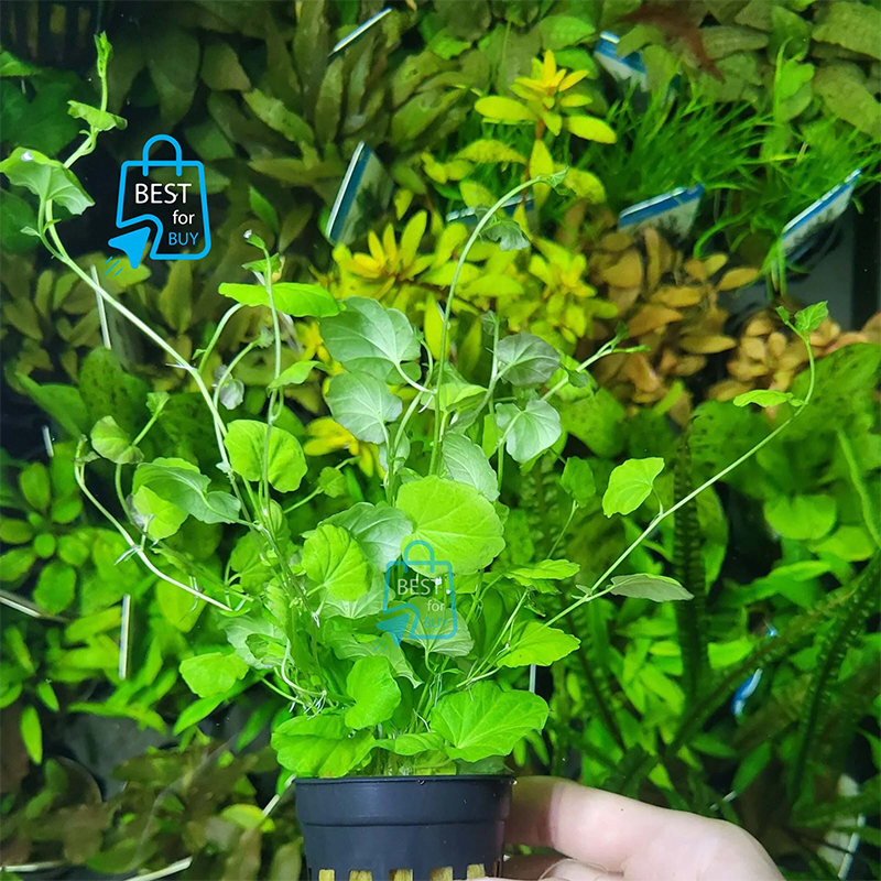 Picture of Cardamine lyrata Live Aquarium Plant – 3 Stems, Requires Soil