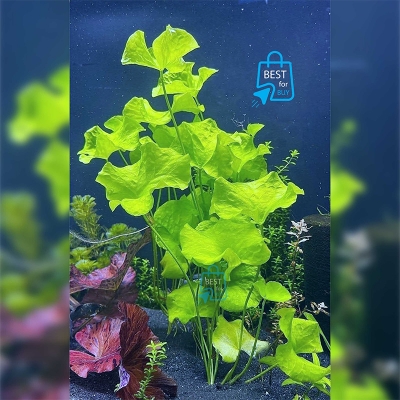 Picture of Taiwan Lily (Nymphoides hydrophylla) Live Aquarium Plant – 1 Plant, Requires Soil