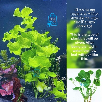 Picture of Taiwan Lily (Nymphoides hydrophylla) Live Aquarium Plant – 1 Plant, Requires Soil
