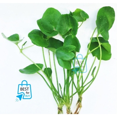 Picture of Taiwan Lily (Nymphoides hydrophylla) Live Aquarium Plant – 1 Plant, Requires Soil
