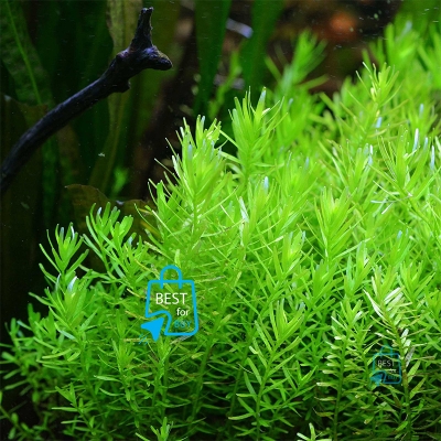 Picture of Rotala Green Live Aquarium Plant – 3 Stems, Requires Soil