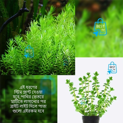 Picture of Rotala Green Live Aquarium Plant – 3 Stems, Requires Soil