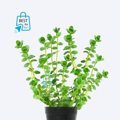Picture of Rotala Green Live Aquarium Plant – 3 Stems, Requires Soil