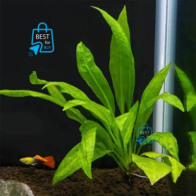 Picture of Amazon Sword Live Aquarium Plant – 1 Plant, Requires Soil
