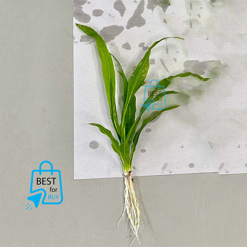 Picture of Amazon Sword Live Aquarium Plant – 1 Plant, Requires Soil
