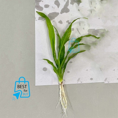 Picture of Amazon Sword Live Aquarium Plant – 1 Plant, Requires Soil