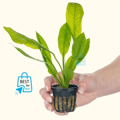 Picture of Amazon Sword Live Aquarium Plant – 1 Plant, Requires Soil