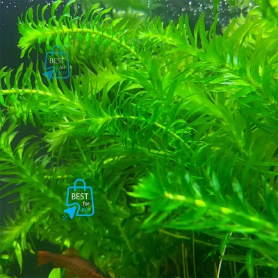 Picture of Anacharis / Egeria densa Live Aquarium Plant – 3 Stems, Requires Soil
