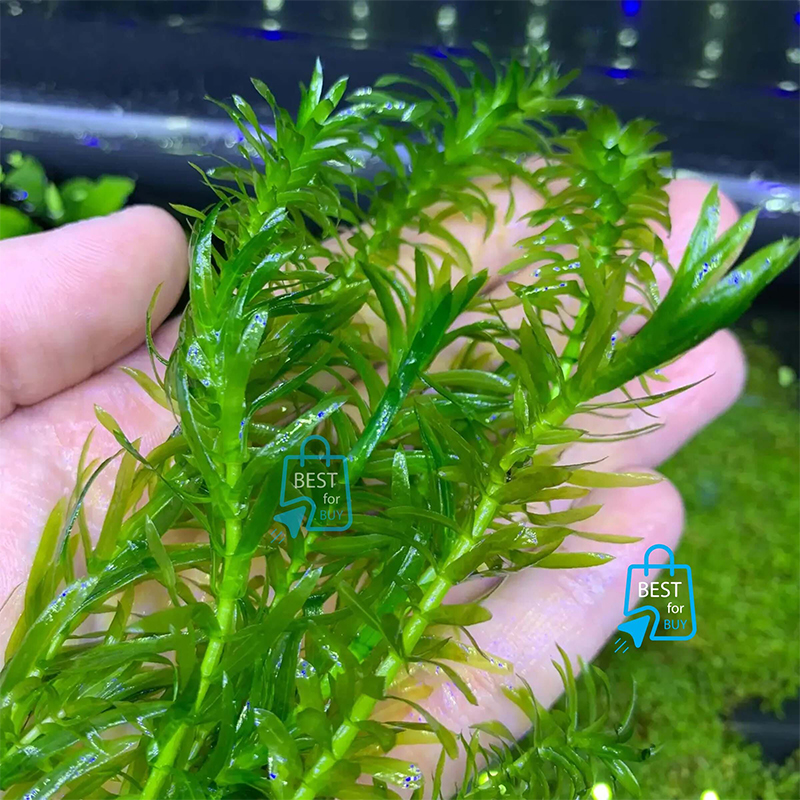 Picture of Anacharis / Egeria densa Live Aquarium Plant – 3 Stems, Requires Soil