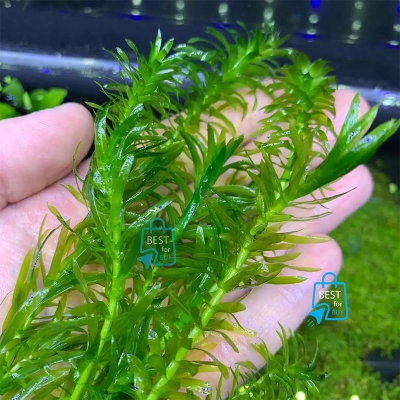 Picture of Anacharis / Egeria densa Live Aquarium Plant – 3 Stems, Requires Soil