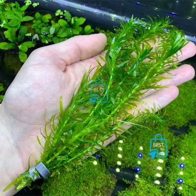 Picture of Anacharis / Egeria densa Live Aquarium Plant – 3 Stems, Requires Soil