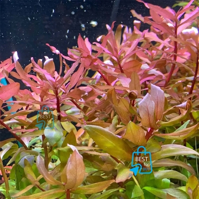 Picture of Ammannia gracilis Live Aquarium Plant – 3 Stems, Requires Soil