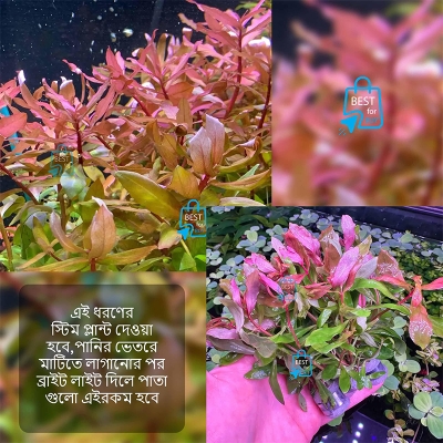 Picture of Ammannia gracilis Live Aquarium Plant – 3 Stems, Requires Soil