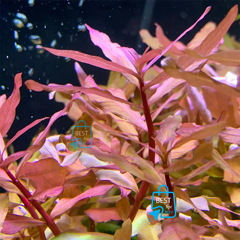 Picture of Ammannia gracilis Live Aquarium Plant – 3 Stems, Requires Soil