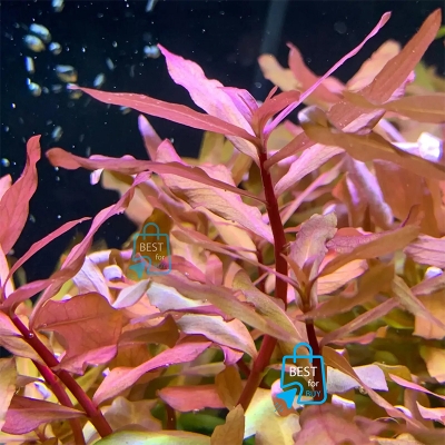 Picture of Ammannia gracilis Live Aquarium Plant – 3 Stems, Requires Soil