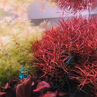Picture of Ludwigia arcuata (Needle Leaf Ludwigia) Live Aquarium Plant – 3 Stems, Requires Soil