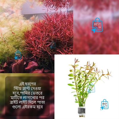 Picture of Ludwigia arcuata (Needle Leaf Ludwigia) Live Aquarium Plant – 3 Stems, Requires Soil