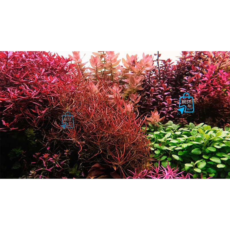 Picture of Ludwigia arcuata (Needle Leaf Ludwigia) Live Aquarium Plant – 3 Stems, Requires Soil