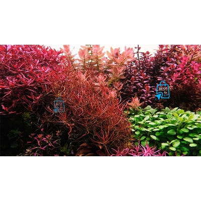Picture of Ludwigia arcuata (Needle Leaf Ludwigia) Live Aquarium Plant – 3 Stems, Requires Soil