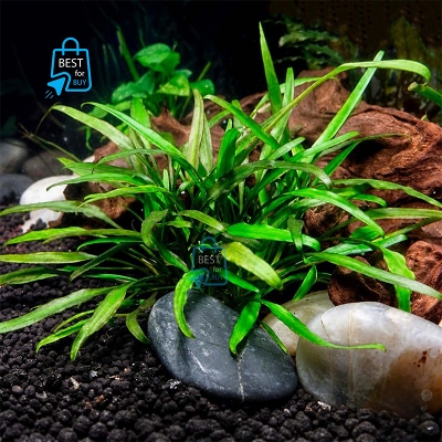 Picture of Cryptocoryne lucens Live Aquarium Plant – 1 Bare Plant, Requires Soil
