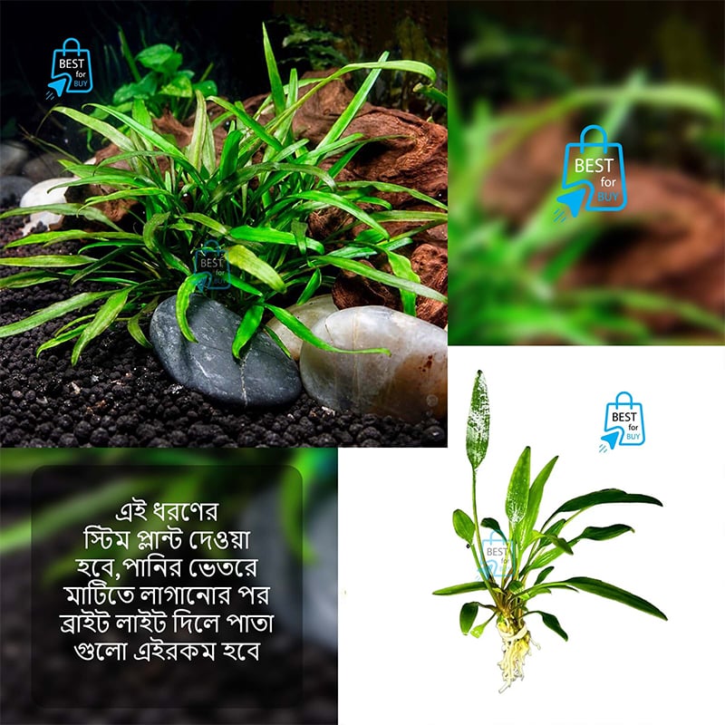 Picture of Cryptocoryne lucens Live Aquarium Plant – 1 Bare Plant, Requires Soil