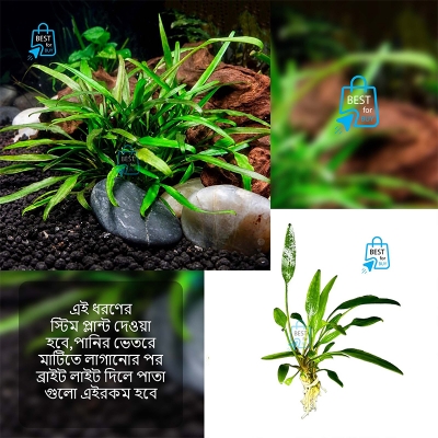Picture of Cryptocoryne lucens Live Aquarium Plant – 1 Bare Plant, Requires Soil